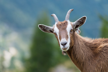 Beautiful Goat 1